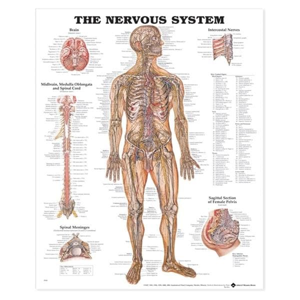 The Nervous System 20x26" Anatomical Chart EA