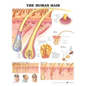 The Human Hair 20x26" Anatomical Chart Ea