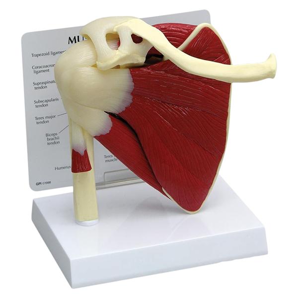 Gpi anatomicals deals anatomical models