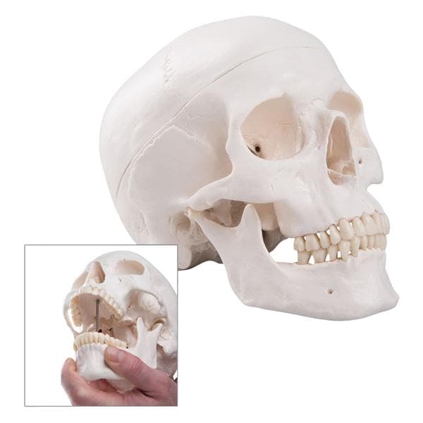 Classic Human Skull Anatomical Model ea