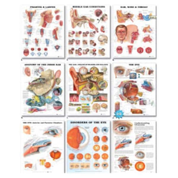 The Urinary Tract 20x26" Educational Chart Ea