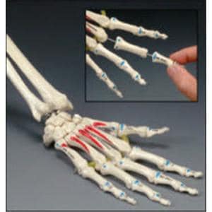 Painted Hand Anatomical Adult Model Ea