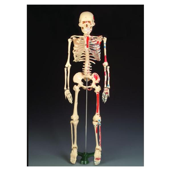 Anatomical Model Ea