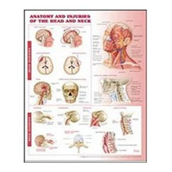 Anatomy and Injuries of the Head and Neck 20x26" Anatomical Chart Ea