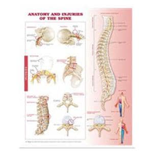 Anatomy and Injuries of the Spine 20x26" Anatomical Chart Ea