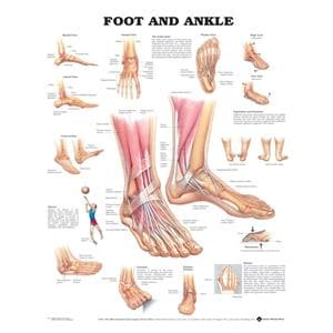 Foot And Ankle 20x26" Anatomical Chart Ea