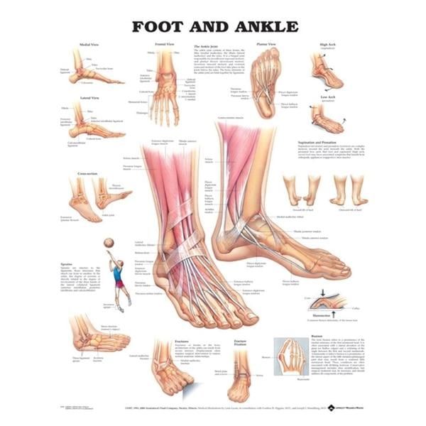 Foot And Ankle 20x26" Anatomical Chart Ea