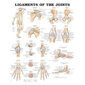 Ligaments of the Joints 20x26" Anatomical Chart Ea