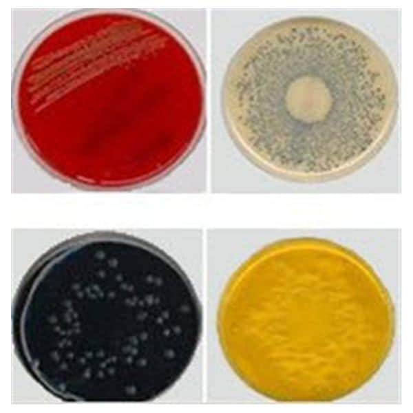 Culture TSA: Trypticase Soy Agar Monoplate 10/Pk