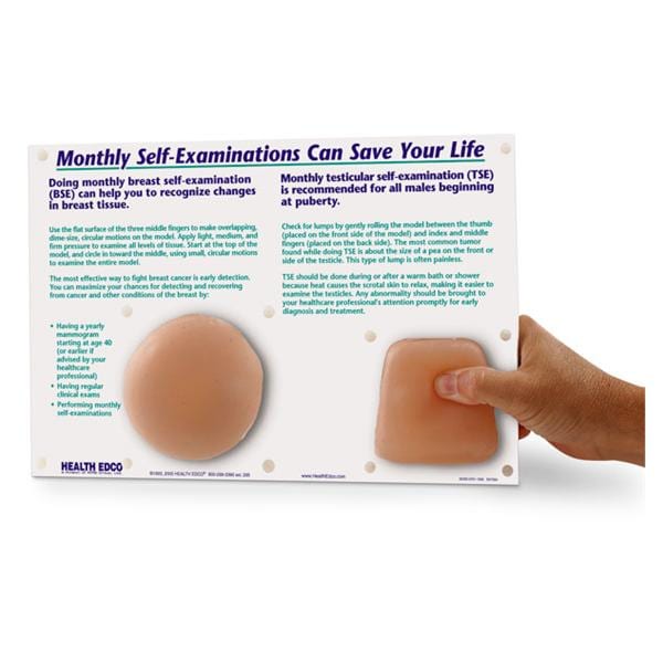 Breast/Testicular Self-Examination Anatomical Adult Model Ea