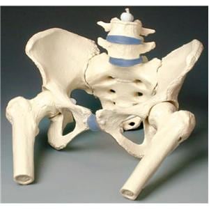 Pelvis Anatomical Adult Female Model Ea