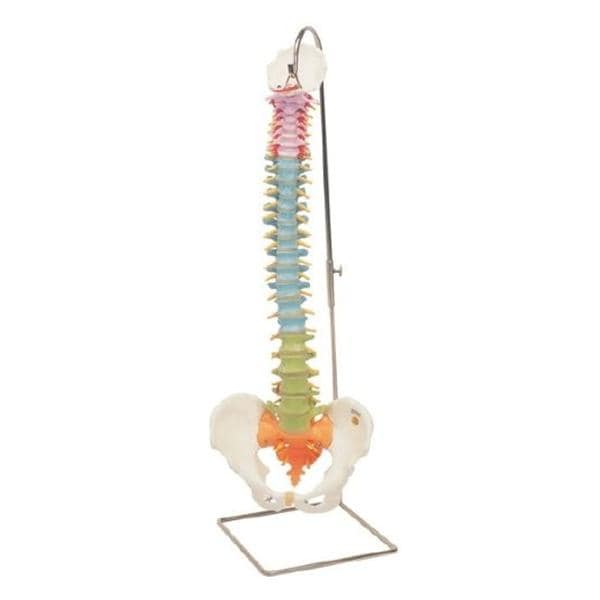 Didactic Flexible Spine Anatomical Model Ea