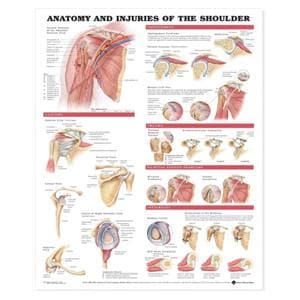 Anatomy & Injuries of the Shoulder 20x26" Anatomical Chart Ea