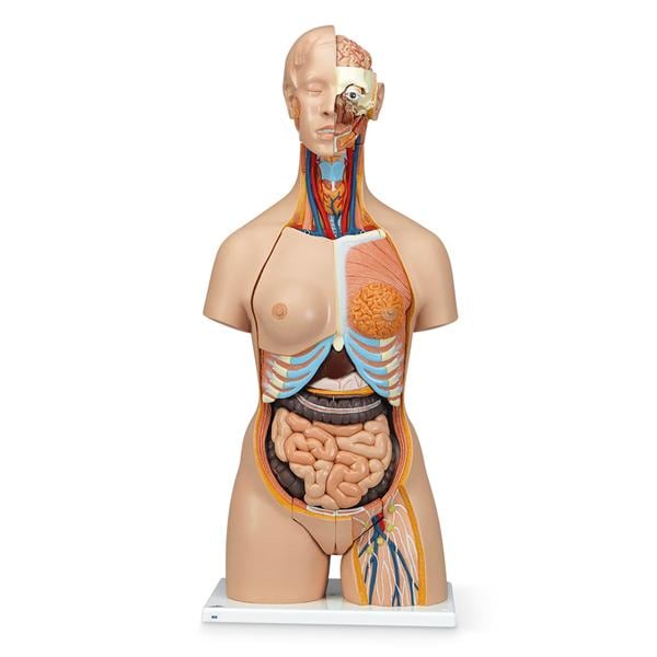 Dual-Sex Torso Anatomical Model Ea