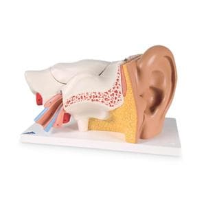 Ear Anatomical Model Ea