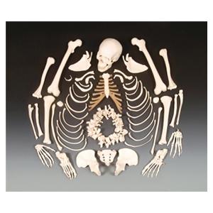 Disarticulated Skeleton Anatomical Model Ea