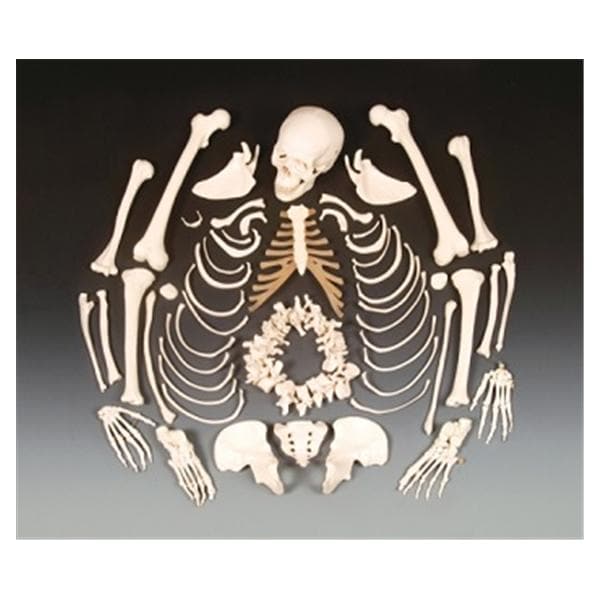 Disarticulated Skeleton Anatomical Model Ea