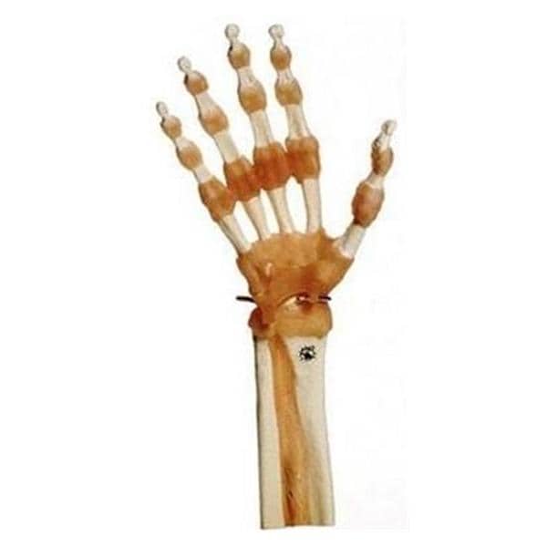 Functional Hand and Finger Joints Anatomical Model Ea