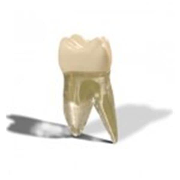 Endo Training Model Tooth Ea