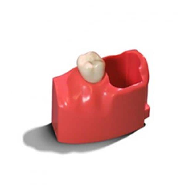 Acadental Teeth 12-15 MEL Model Ea