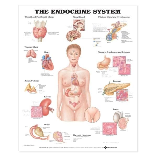 The Endocrine System 20x26" Anatomical Chart Ea
