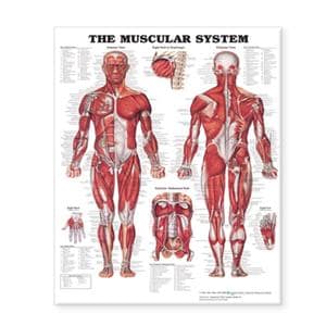 The Muscular System 20x26" Anatomical Chart Ea