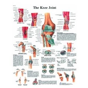 Knee Joint 20x26" Anatomical Chart Ea