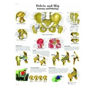 Pelvis and Hip 20x26" Anatomical Chart Ea