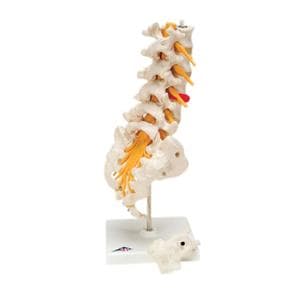 Lumbar Spinal Column Educational Model Ea