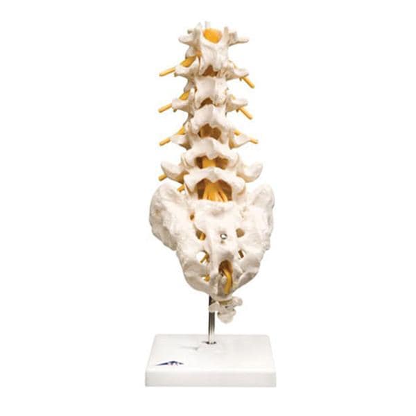 Thoracic Spinal Column Model Anatomical Ea