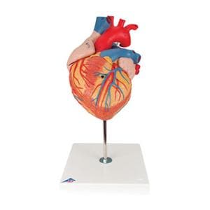 Heart Anatomical Model Ea