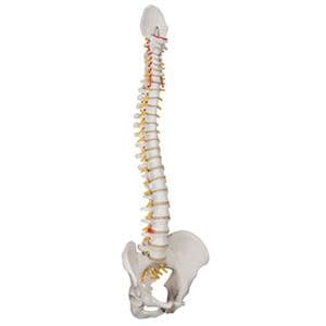 Flexible Spine Anatomical Model Ea