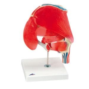 Hip Joint Anatomical Model Ea