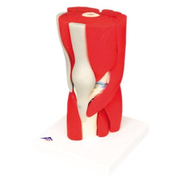 Knee Joint Anatomical Model Ea