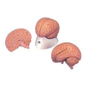 Brain Anatomical Model Ea