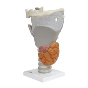 Functional Larynx Anatomical Model Ea