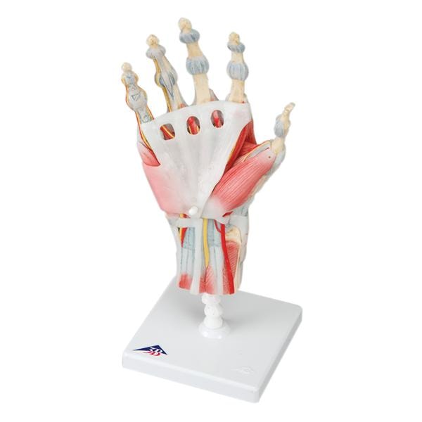 Hand Skeleton Anatomical Model Ea