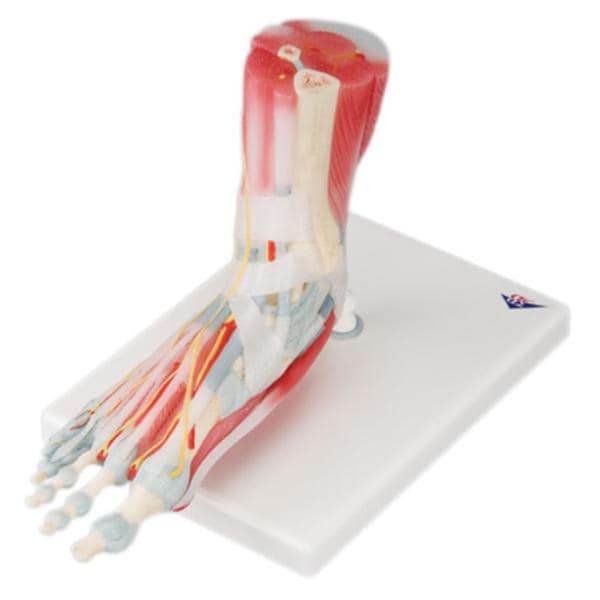 Foot Skeleton Anatomical Model Ea