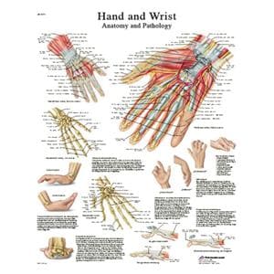 Hand And Wrist 20x25" Anatomical Chart Ea