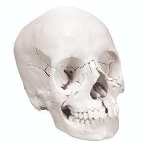 Skull Demonstration Model Ea