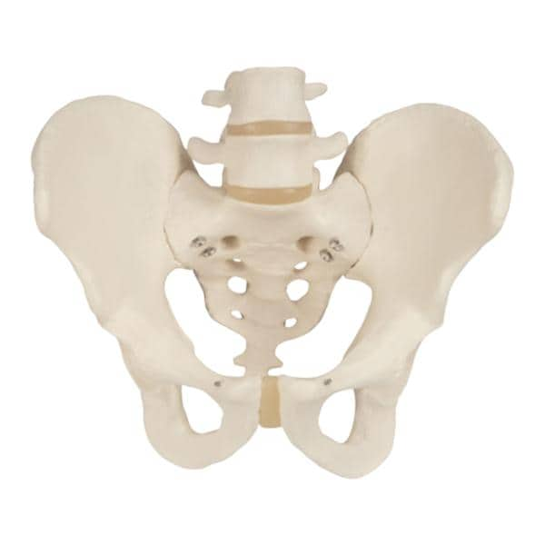 Pelvis Model Male Ea