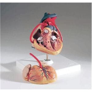 Classic Heart Anatomical Model Ea