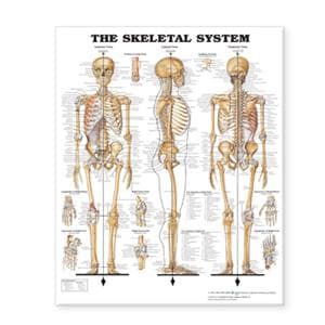 Skeletal System 1-3/8x7/8" Human Anatomy Chart Ea