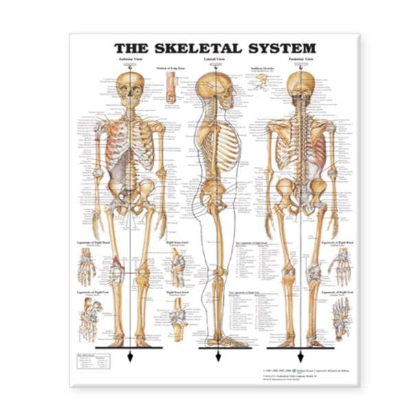 Skeletal System 1-3/8x7/8" Human Anatomy Chart Ea