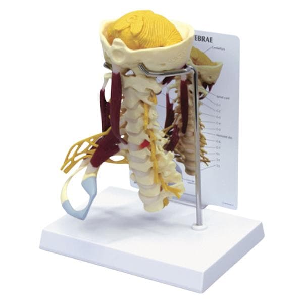 Cervical Spinal Column Anatomical Model Ea