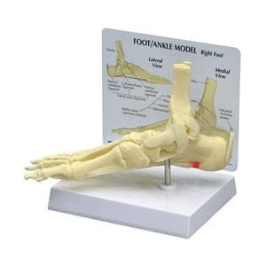 GPI Anatomicals Foot/Ankle/Plantar Fasciitis Full-Size Model Ea