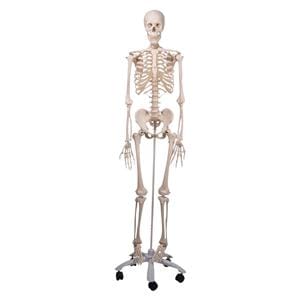 Mr. Plain Skeleton Anatomical Adult Male Model Ea