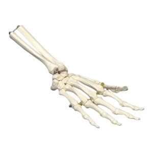 Wired Hand Anatomical Adult Model Ea