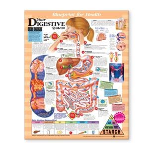 Blueprint for Health Your Digestive System 20x26" Anatomical Chart EA