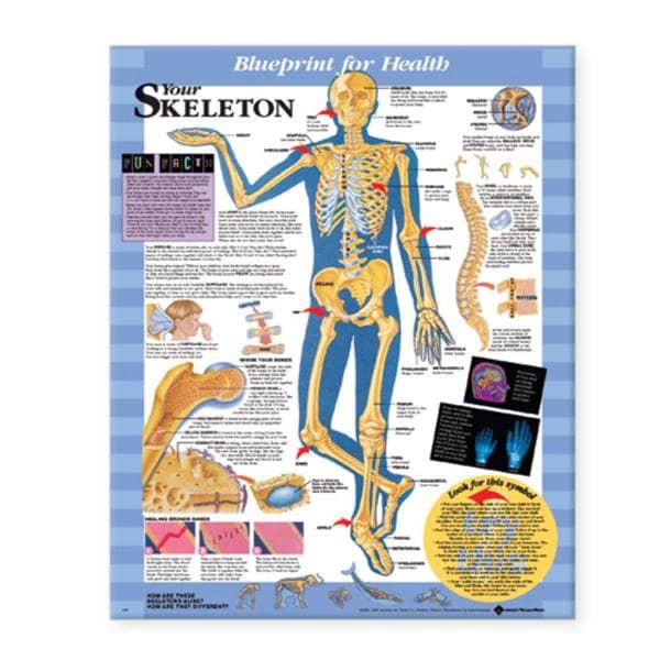 Blueprint for Health Your Skeleton 20x26" Anatomical Chart EA